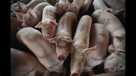 Smithfield Foods to close dozens of Missouri hog farms